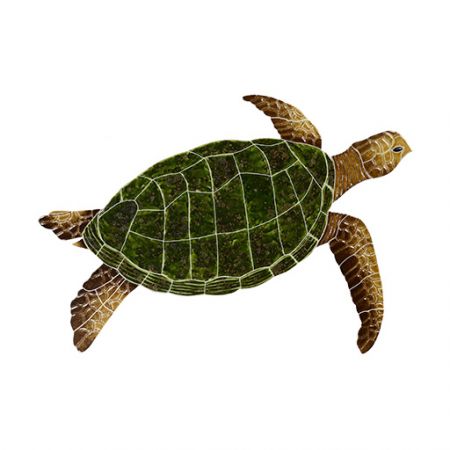 Sea Turtle Natural